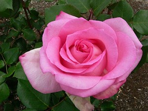 PINK PERFECTION (hybrid tea)